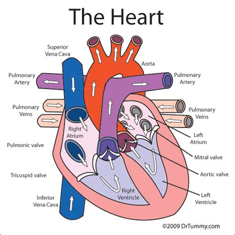 medical study of the heart word hike|17.1: Introduction to the Heart .